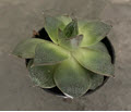 2" Echeveria Topsy Turvy